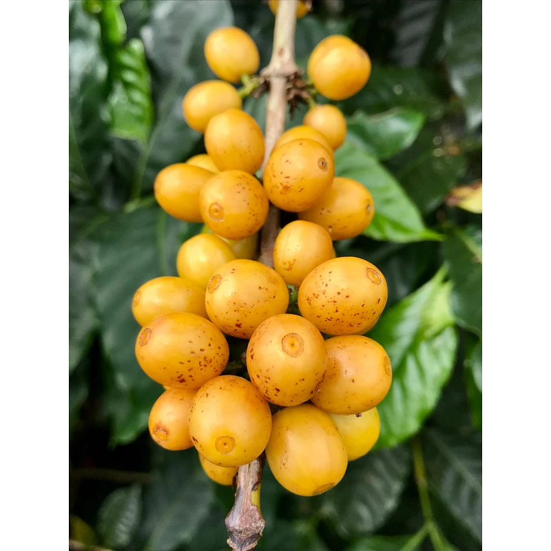 speciality coffee yellow caturra - Colombia - Cafe Gourmet