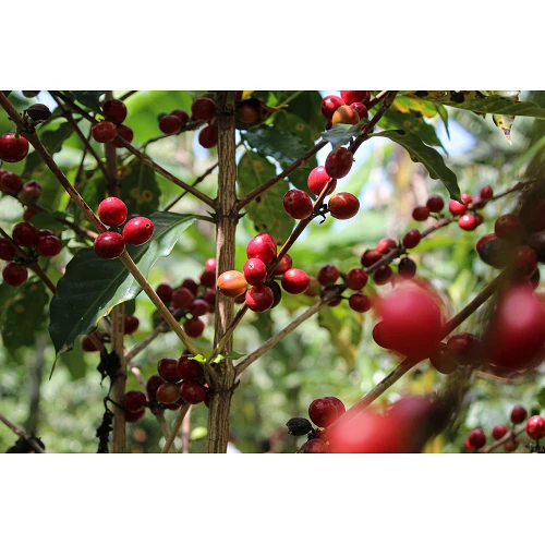 Specialty coffee from Guatemala Los Manantiales - Café Gourmet