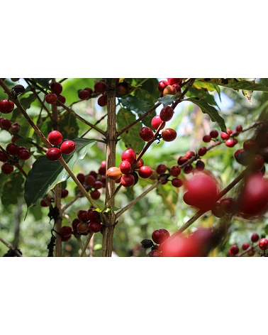 Café de especialidad Sironko - Uganda - Café Gourmet