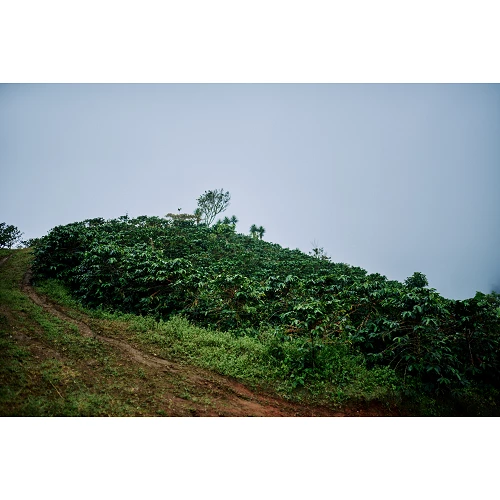 Specialty coffee from COLOMBIA Zarza - Cafe Gourmet