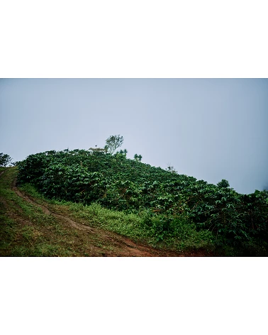 Specialty coffee from COLOMBIA Zarza - Cafe Gourmet