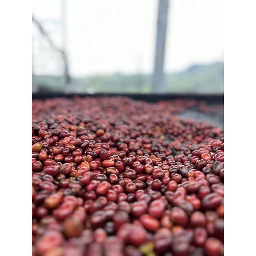 Specialty coffee from Brazil Santa Paula - Café Gourmet