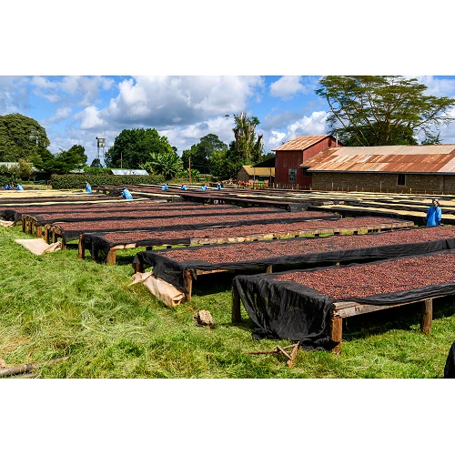 Café de especialidad Kamundu - Kenya - Atmans Coffee - Café Gourmet