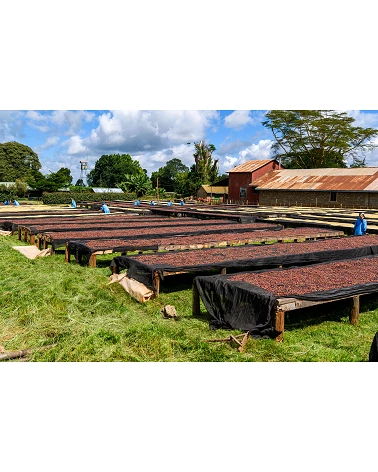 Café de especialidad Kamundu - Kenya - Atmans Coffee - Café Gourmet