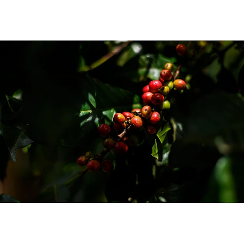 Café de especialidad Kamundu - Kenya - Atmans Coffee - Café Gourmet