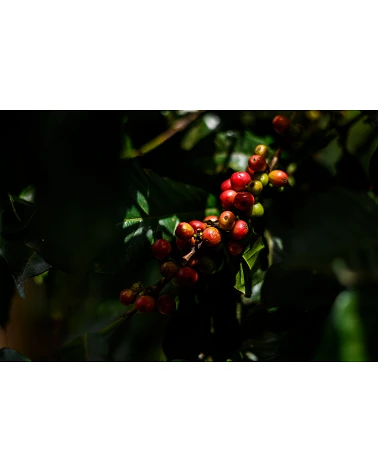 Café de especialidad Kamundu - Kenya - Atmans Coffee - Café Gourmet