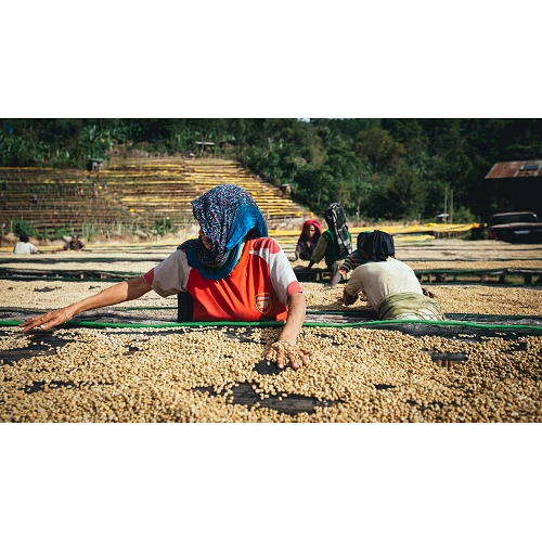 Café de especialidad Tinshe Guye, Ethiopia - Café Gourmet