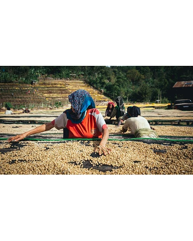 Café de especialidad Tinshe Guye, Ethiopia - Café Gourmet