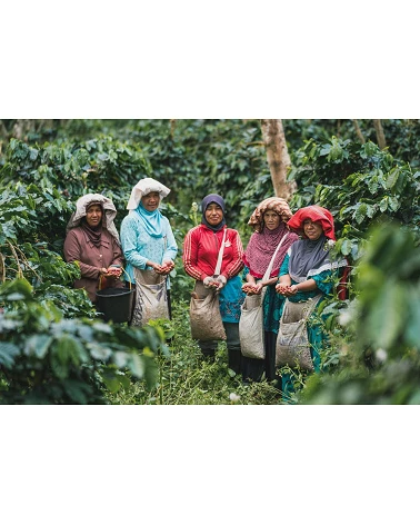 Sumatra, Cooperativa de Mujeres Ketiara