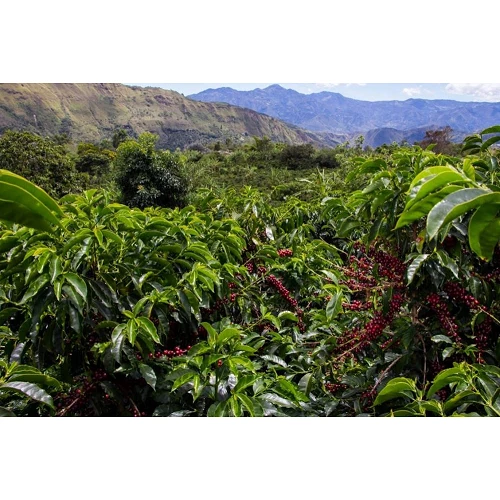 Cápsulas Colombia - 100% compostables Nespresso compatible - Café Gourmet