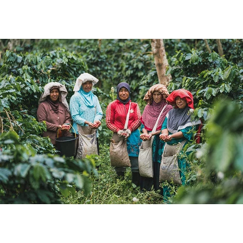 10 specialty coffee capsules Ketiara Women's Cooperative - Sumatra